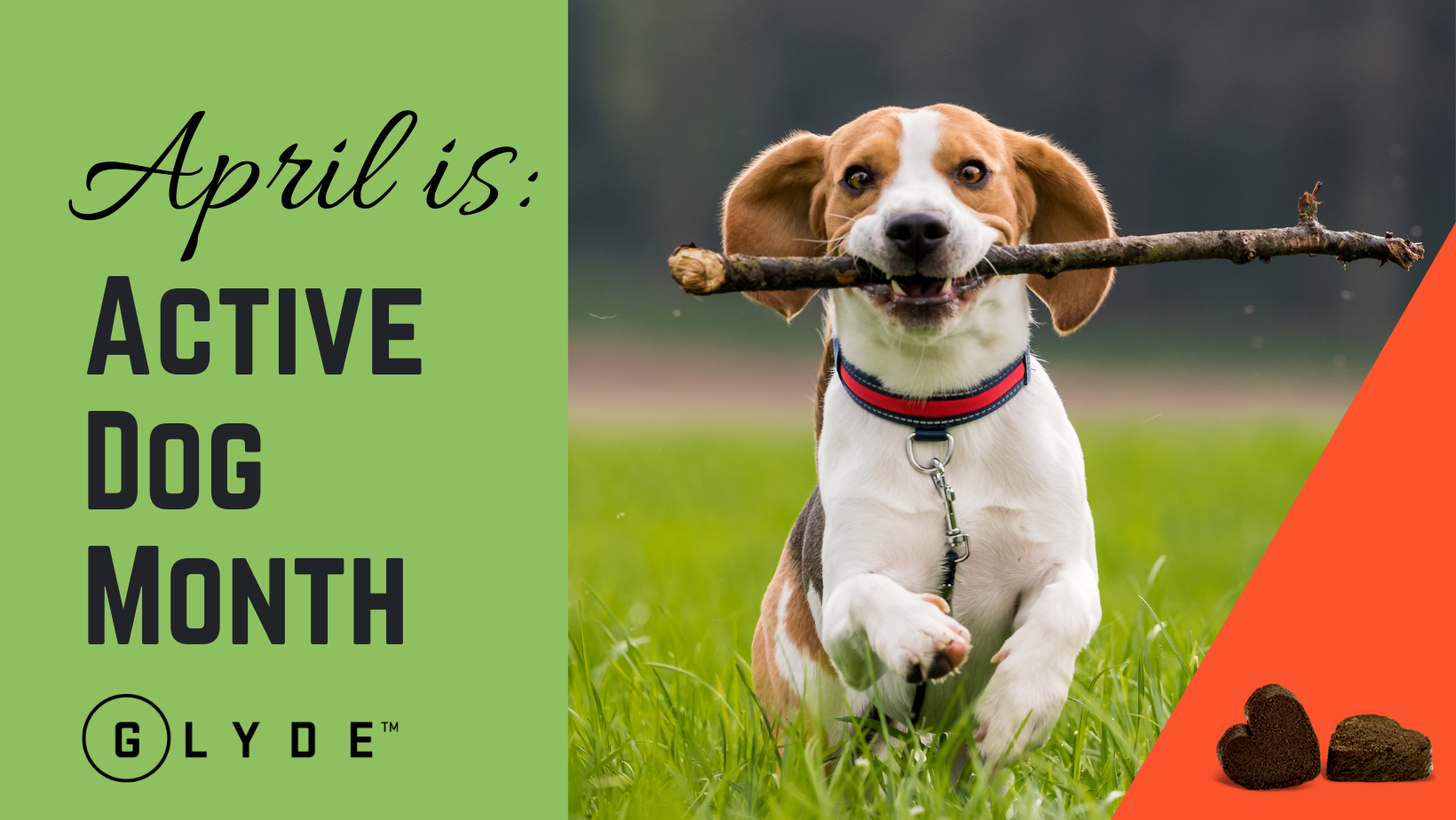 Top 10 Most Active Dog Breeds